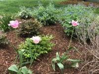 Pretty Garden with a few Tulips