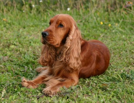 Solve english cocker spaniel short hair. jigsaw puzzle online with 48