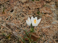 2024 1st flower