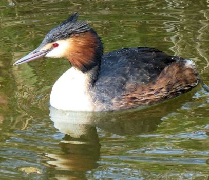 male great crested grebe