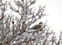 Yellow-rumped Warbler