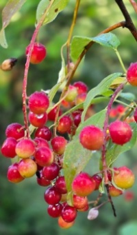 Dew drops on berries