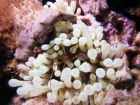 Arrow Crab in a Sea Anemone