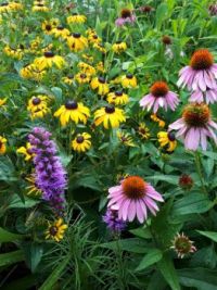 Beautiful July flowers