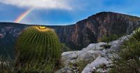 Desert landscape with a beautiful succulent and a rainbow