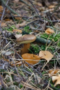 nature-forest-grass-leaf-wildlife-food-mushroom