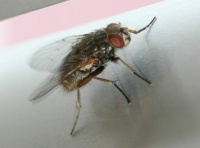 Puzzle Fly