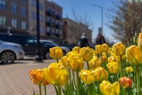Multicolored Tulips in Holland, Michigan thanks