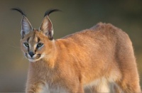 Caracal....Best ears in the animal kingdom!  (in my opinion)