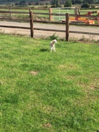 Baby lamb at Elliots farm.