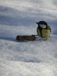 Koolmeesje bij korstje brood in de sneeuw!