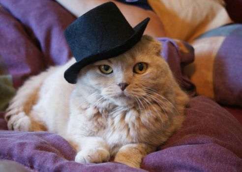 'A top-hat gentleman {cat}..!!'