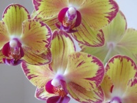 Geri's Orchids
