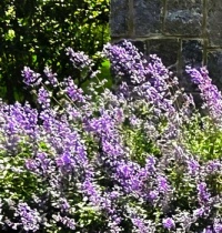 Spring Colors in Little Silver, NJ 4
