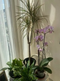 My orchid and lilies