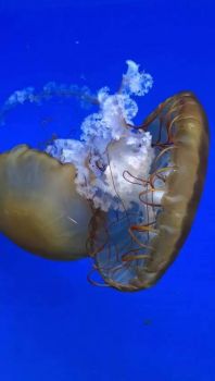 Svět Medúz Arkády Pankrác - největší medúzárium v Evropě