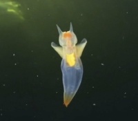 Sea Angel