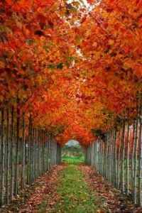 A tunnel of Autumn glory!