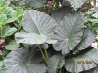 Biltmore Conservatory