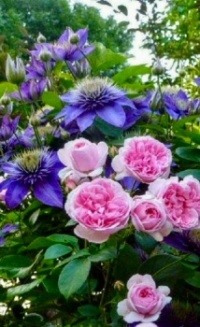 Beautiful Flowers