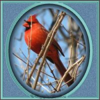 cardinal_male_5_framed
