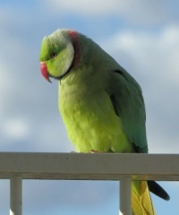 male ring-necked parakeet (halsbandparkietman)