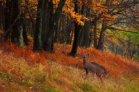 Autumn-in-Virginia-Two-whitetail-does-grazing-in-a-colorful-autumn-scene-along-Skyline-Drive-Virginia