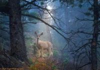 Deer in woods