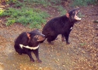 Tasmanian Devils