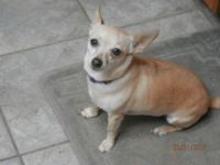My Daisy Dog