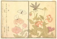 Butterfly (Chō); Dragonfly (Kagerō or Tonbo), Kitagawa Utamaro, 1788