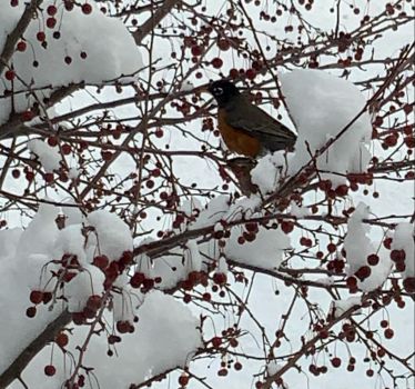 Robins in winter