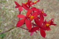 Red Crucifix Orchid..