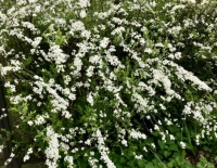 Pearl Bush (Exochorda)