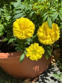 Therese's marigolds