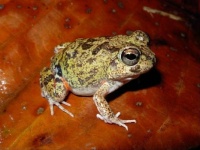 Colombian four eyed frog