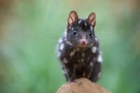 Eastern black quoll