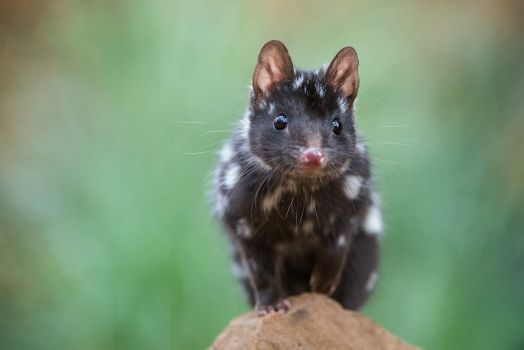 Eastern black quoll