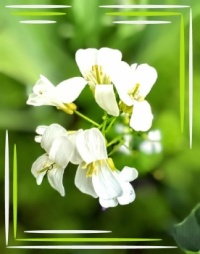 🌿🤍🌿 White 🌿🤍🌿