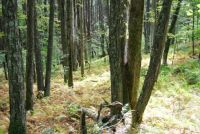 september forest