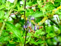 Bittersweet (Woody Nightshade)