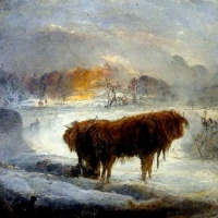 Higland cows in winter