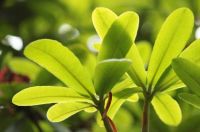 Leaves