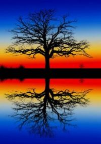 Mirror Tree