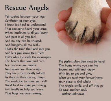 Rescue Angel