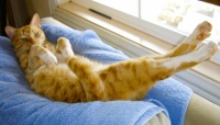 Floyd lounging