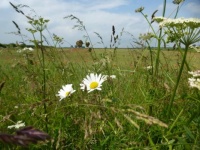 Wild flowers along a field in Cotswolds, UK