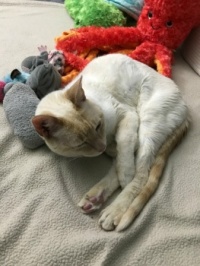 Thor sleeping with the toys again