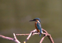 Kingfisher, Emberton Country Park. UK.