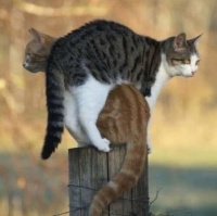 Double sentry